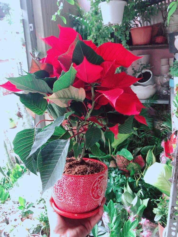 Chậu Cây Trạng Nguyên