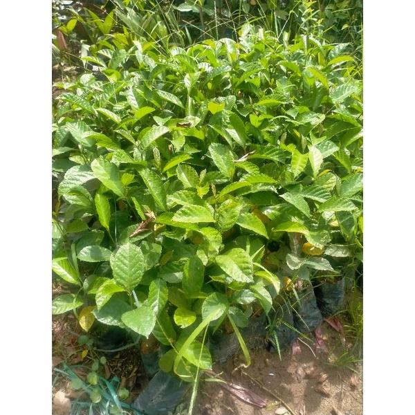 COMBO 2 CÂY GIỐNG CHAY NẾP RUỘT ĐỎ