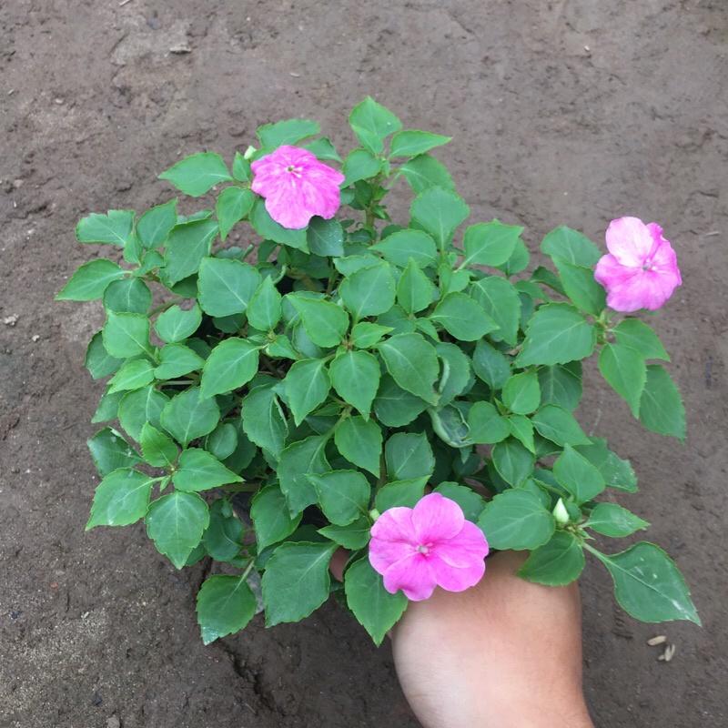 Cây ngọc thảo đơn trồng bịch đen cao 10-15cm đã có hoa và nụ như hình