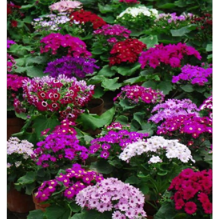 Combo 3 gói hạt giống hoa cúc lọ lem mix màu-gói 50 hạt/tặng kèm gói phân bón lót