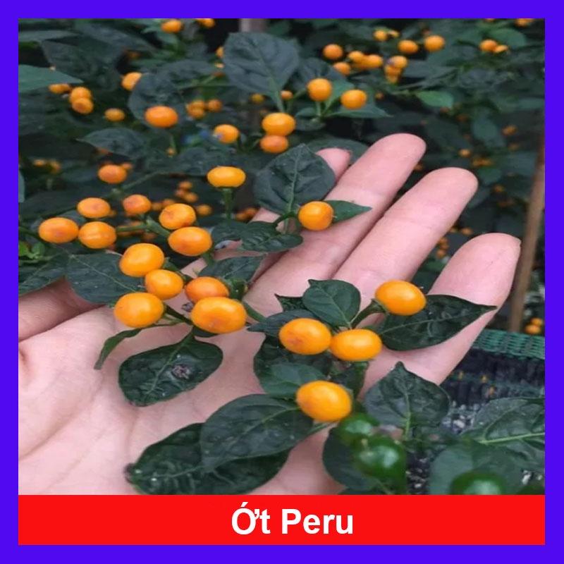 Cây ớt peru - ớt cay nhất thế giới - cây cao 30 cm + tặng phân bón