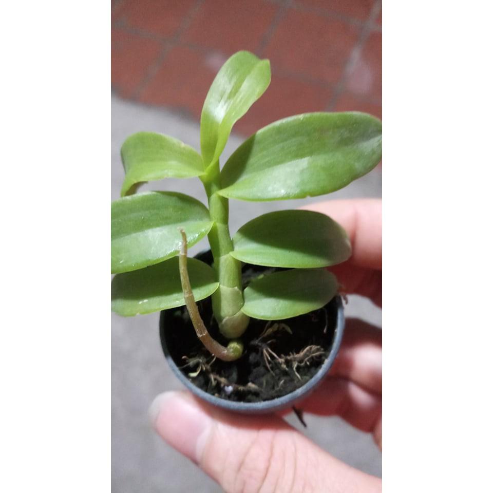 Lan phi điệp 5 cánh trắng cây cực đẹp