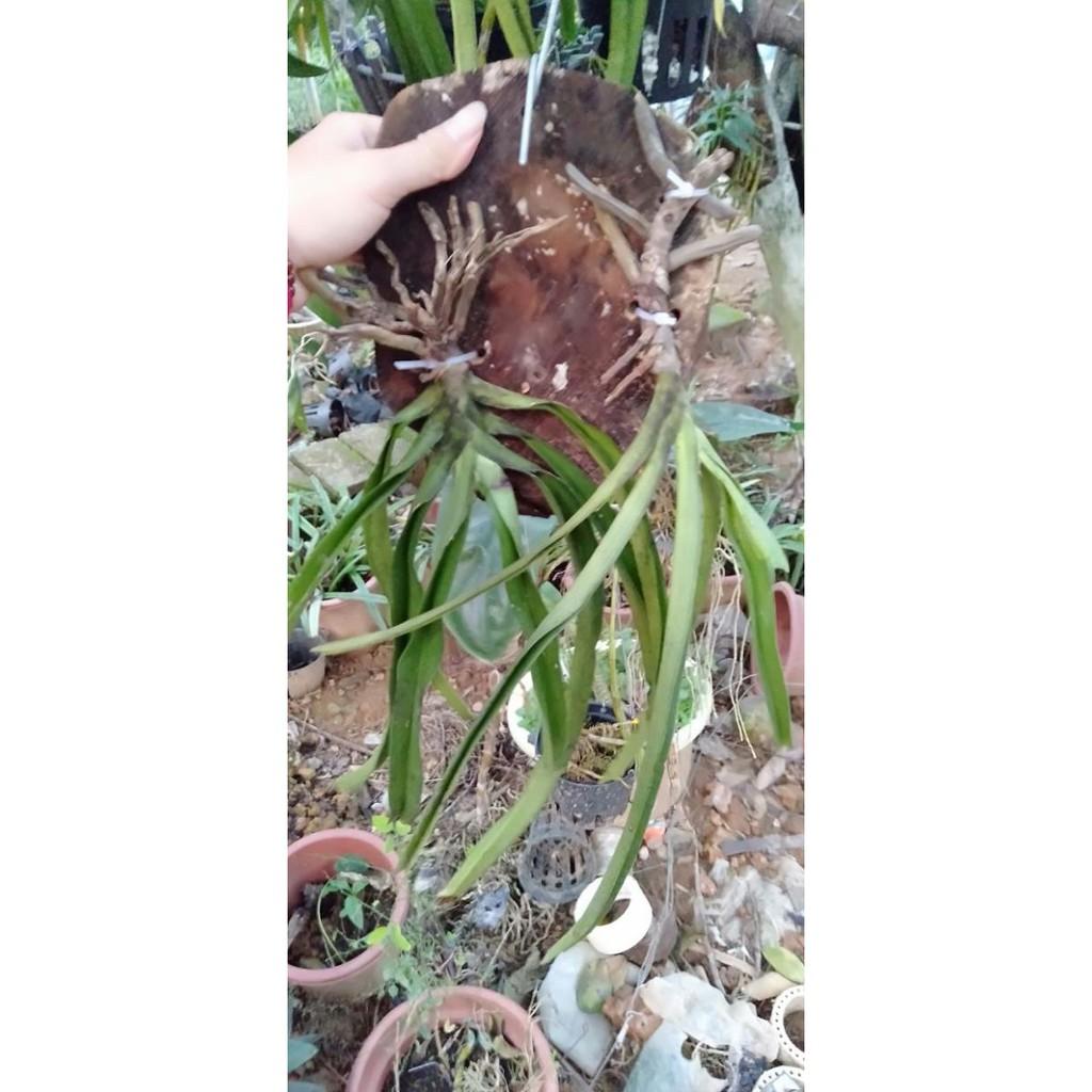 Hoa phong lan đuôi chồn