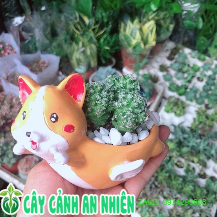 Chậu Xương Rồng Trứng Chim