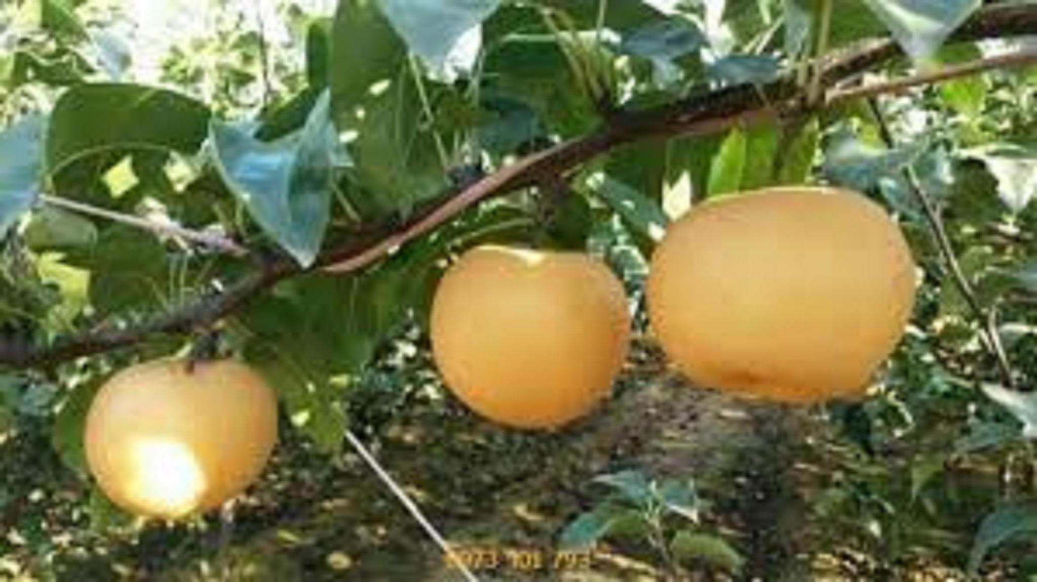 CÂY GIỐNG LÊ VÀNG SIÊU TRÁI.