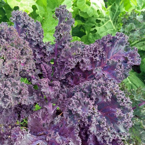 Hạt Giống Cải KALE Tím Lai F1 -