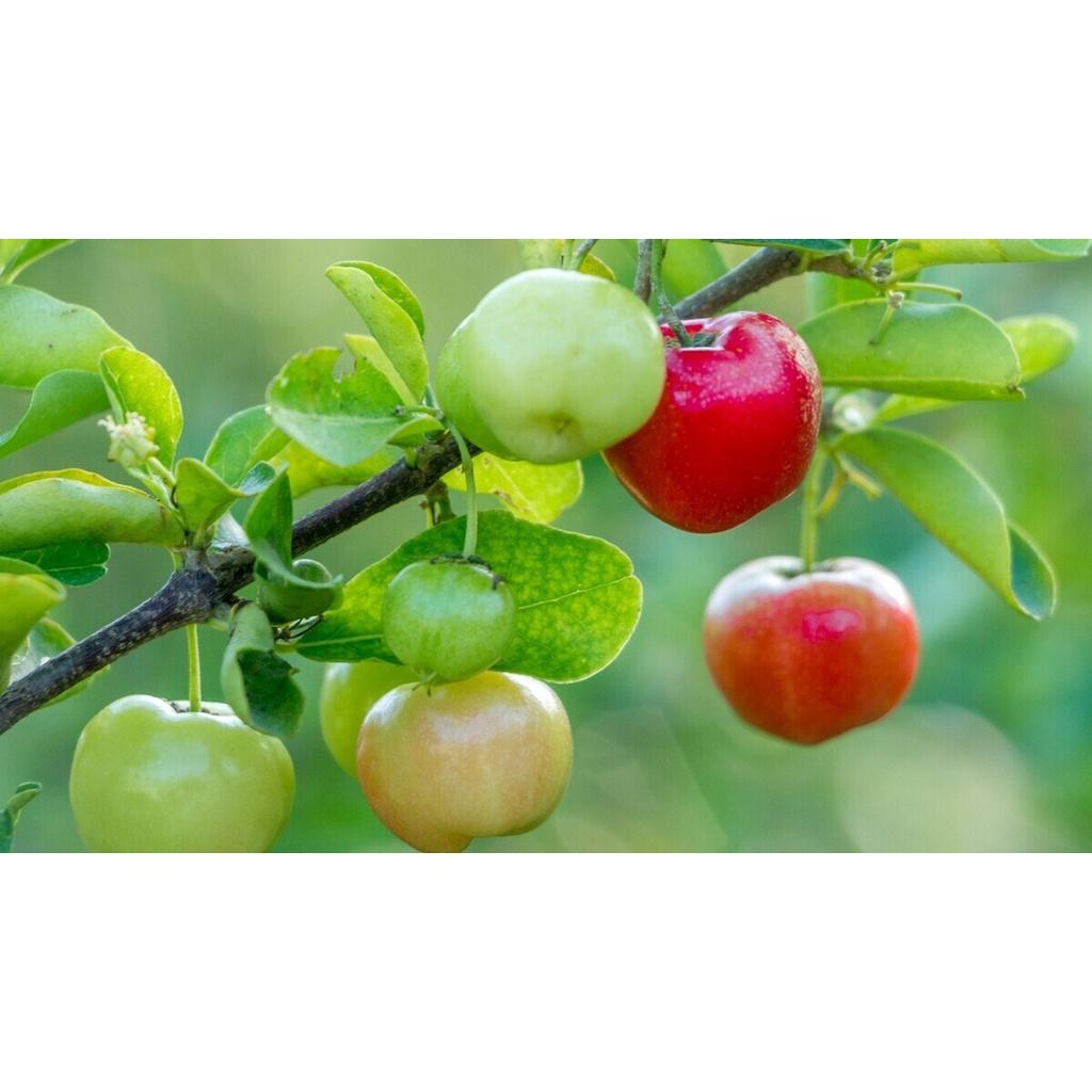 CÂY GIỐNG SƠ RI BẦU TO CÂY CAO HƠN 1M.