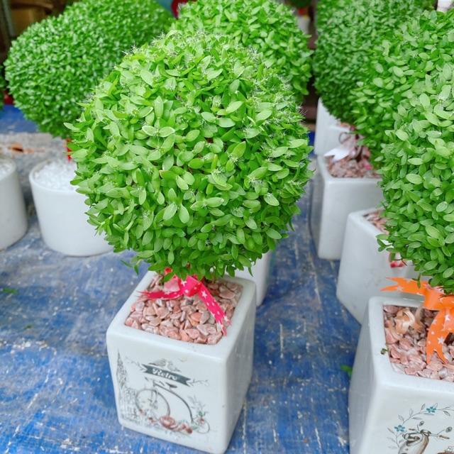 Chậu Cây May Mắn Hình Tròn