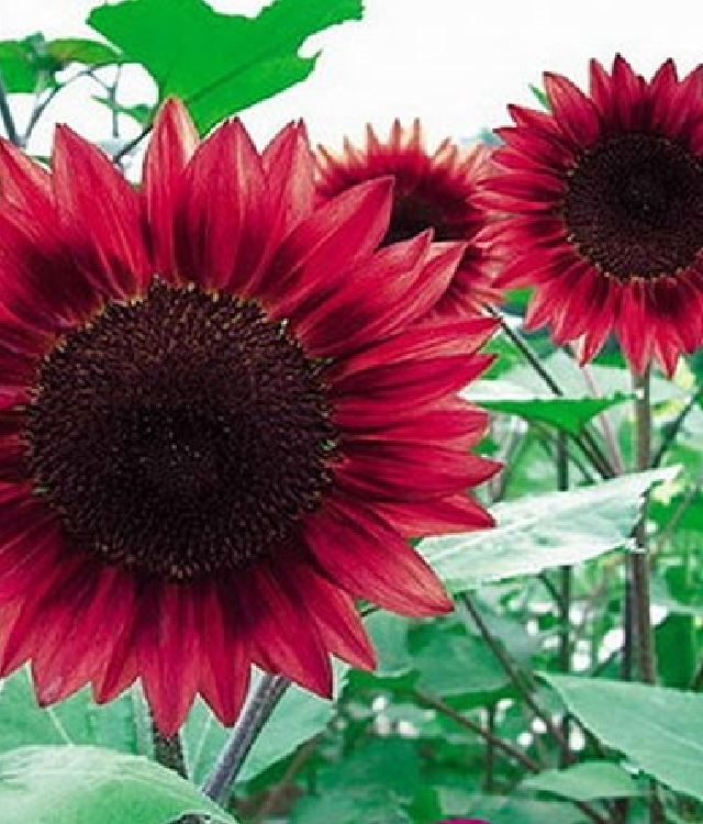 Hạt giống hoa hướng dương hoa đỏ - Gói 10 hạt