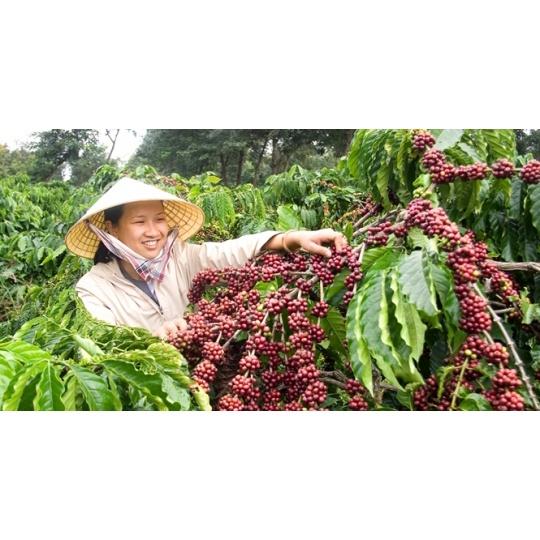 1 KG HẠT GIỐNG CÀ PHÊ VỐI CAO SẢN LÁ XOÀI HẠT TUYỂN CHỌN BAO NẢY MẦM.