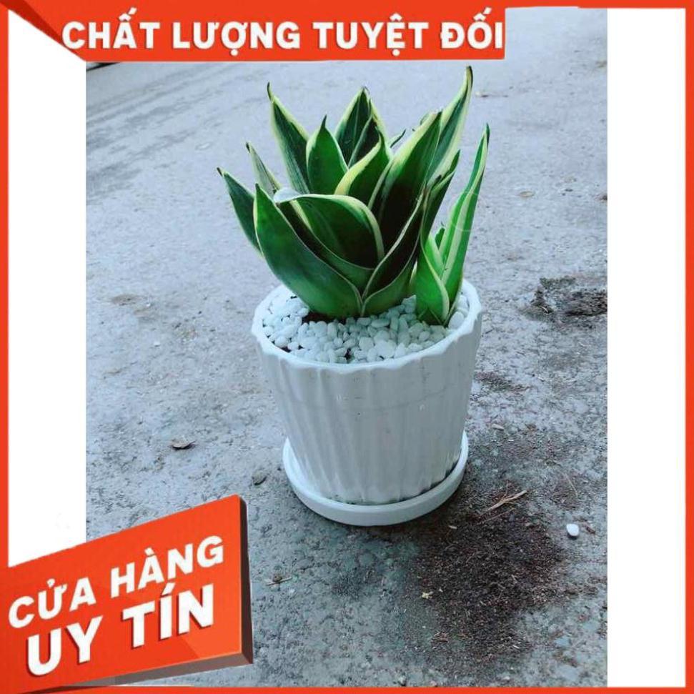 Chậu Lưỡi Hổ Thái Nhiều Người Mua