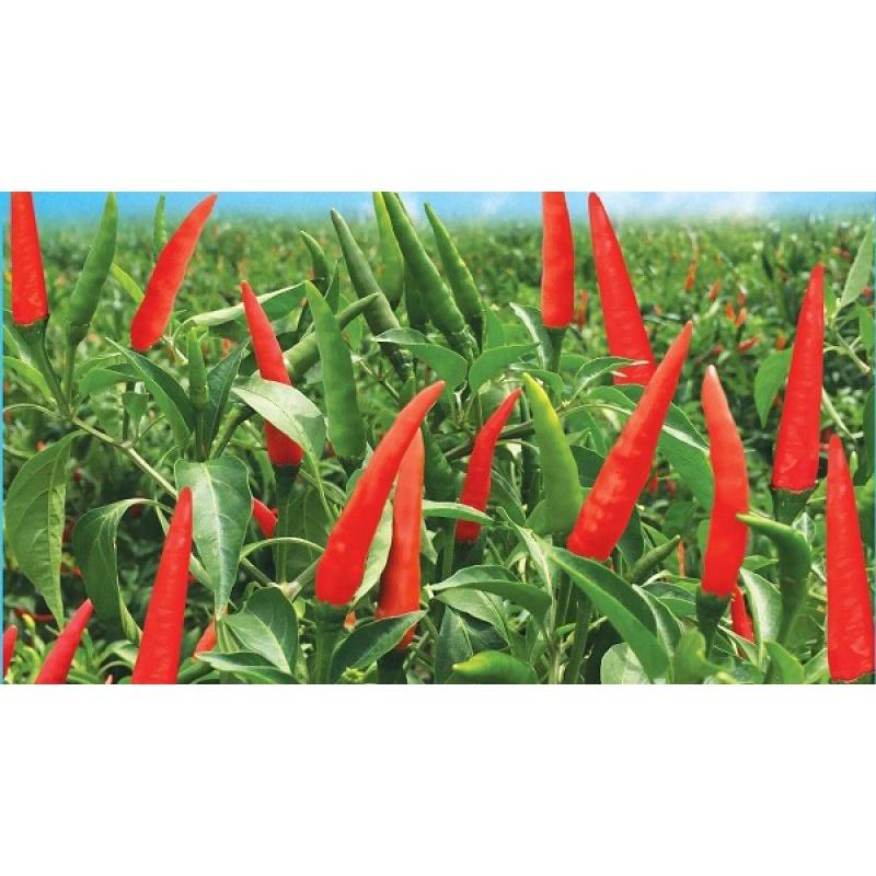 Hạt giống ớt chỉ thiên siêu cay F1 KNS3366 - Gói 30 hạt