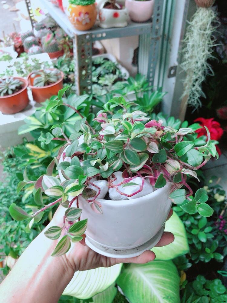 Chậu Cây Thằn Lằn Thái