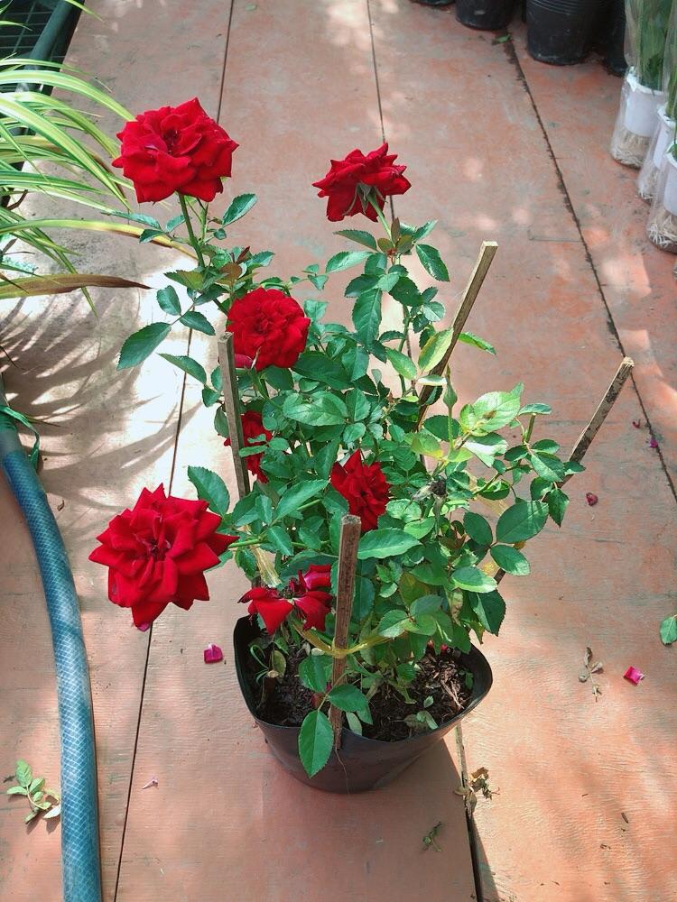 Bụi Hoa Hồng Siêu Nụ