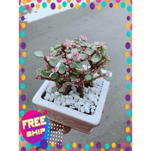 Chậu Đô La Hồng