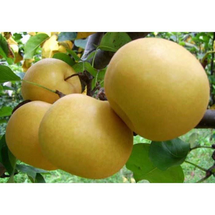 CÂY GIỐNG LÊ VÀNG
