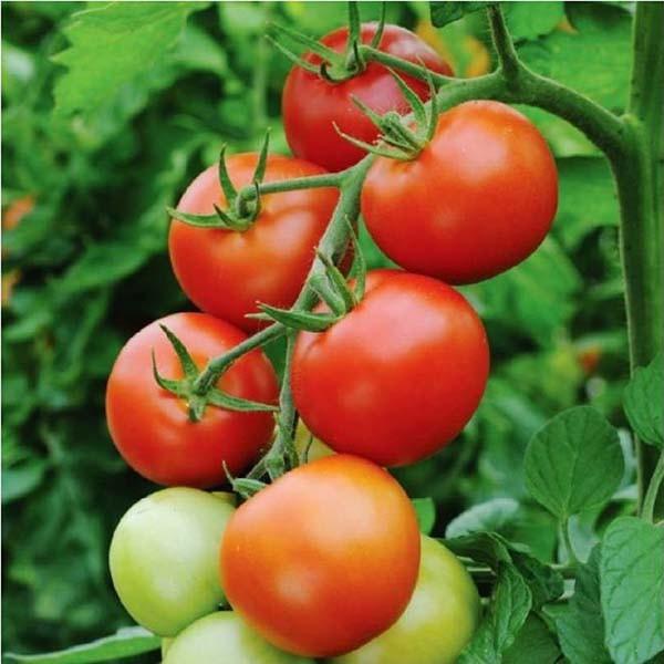Hạt Giống Cà Chua Đỏ Chịu Nhiệt -