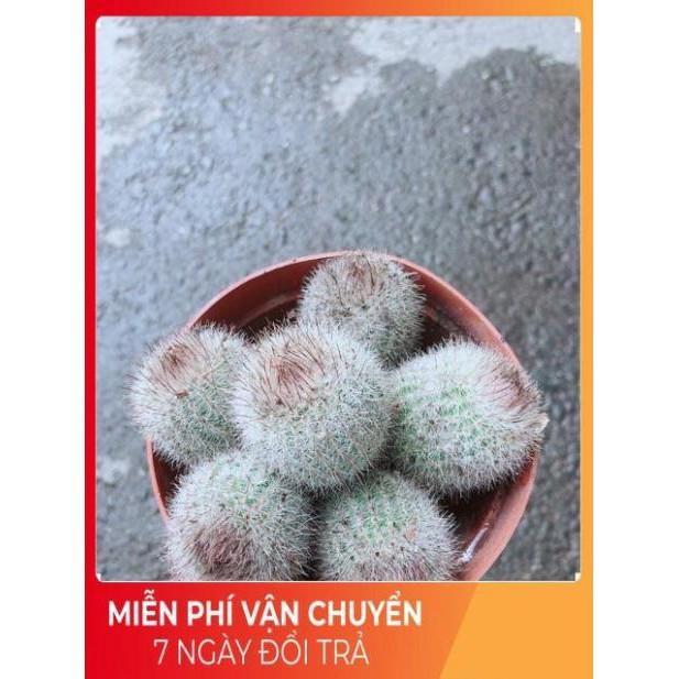 Xương Rồng Bụi