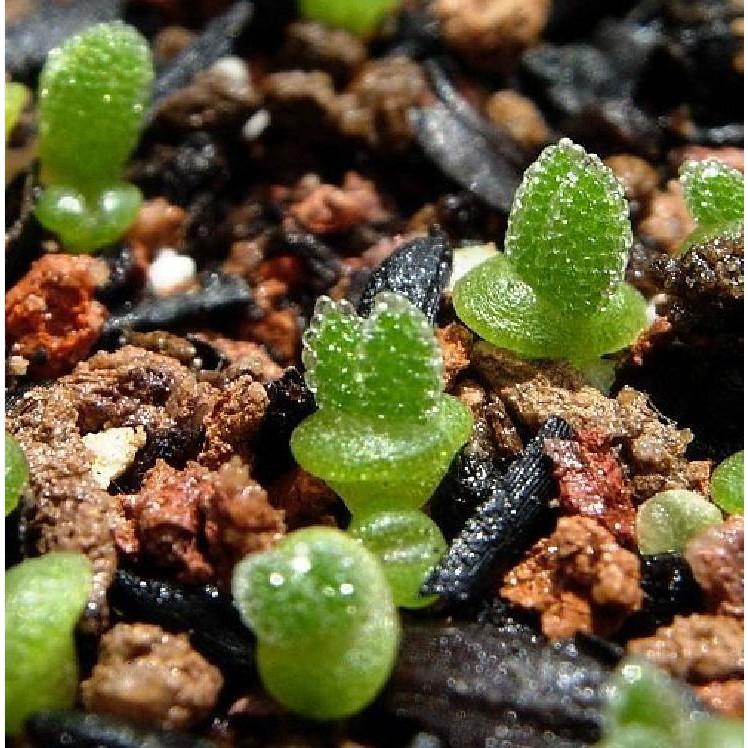 Hạt giống cây tai thỏ mix màu