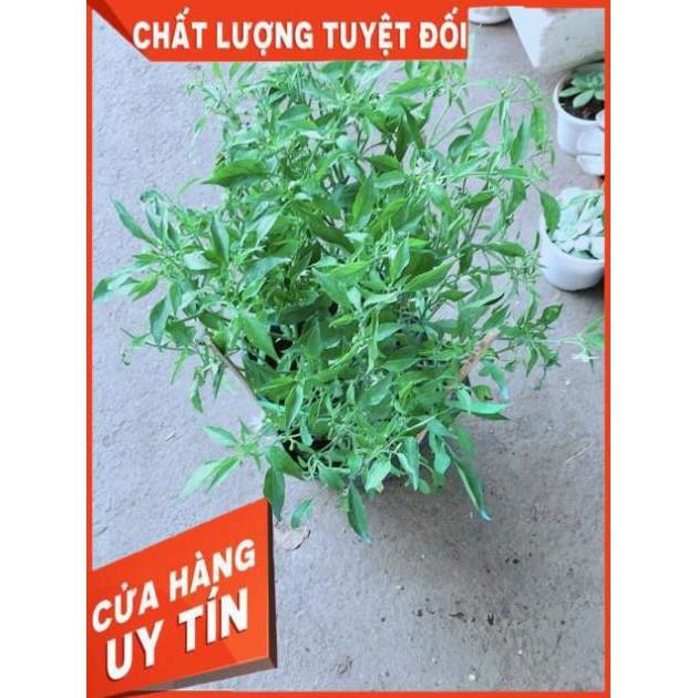 Bụi Ớt Hiểm