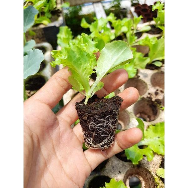 Hạt Giống Rau Xà Lách Xoăn Xanh Ngắn Ngày Thu Hoạch Quanh Năm Quy Cách 5000-2500-100 Hạt - Khu Vườn Ban Công