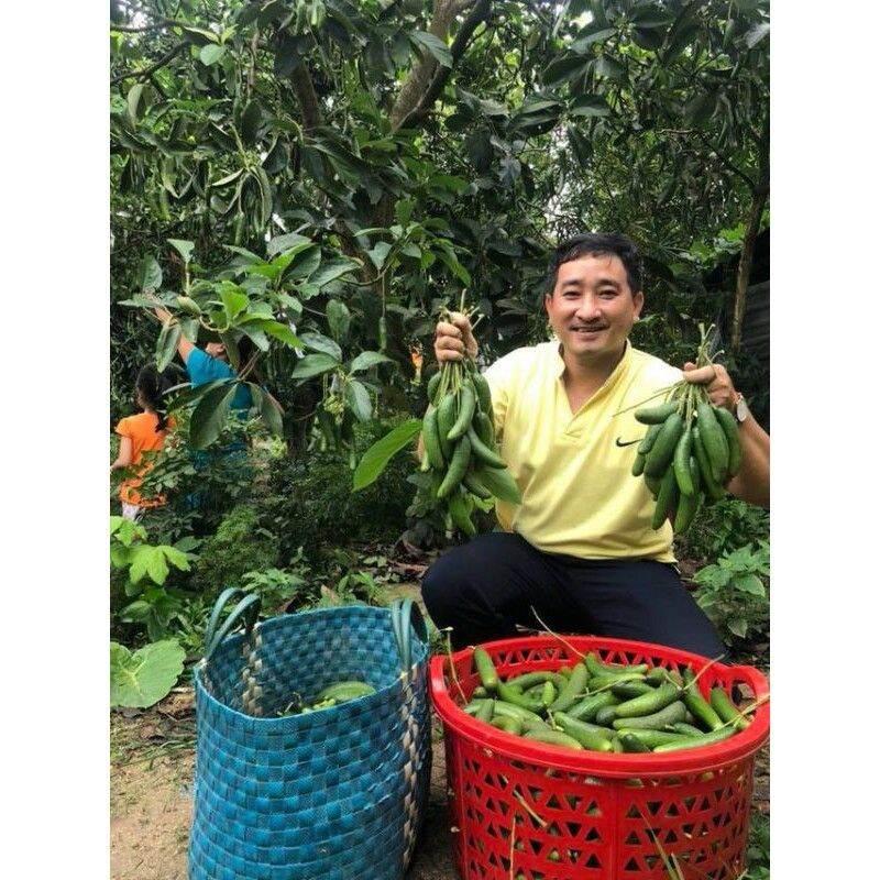 Cây giống bơ ngón tay loka