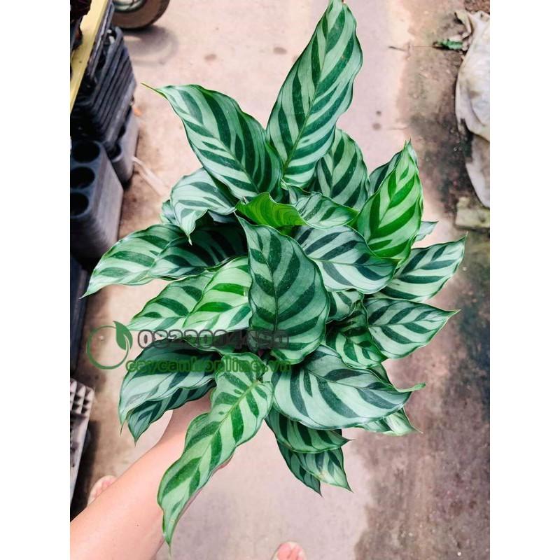 CÂY ĐUÔI CÔNG LÁ DÀI - Ý nghĩa và phong thủy