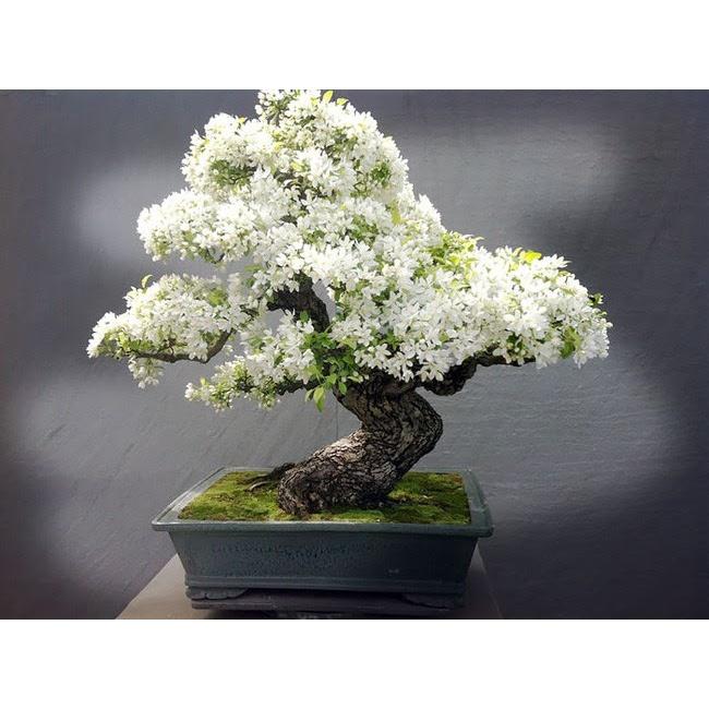 Cây giống hoa Bạch Tuyết Mai