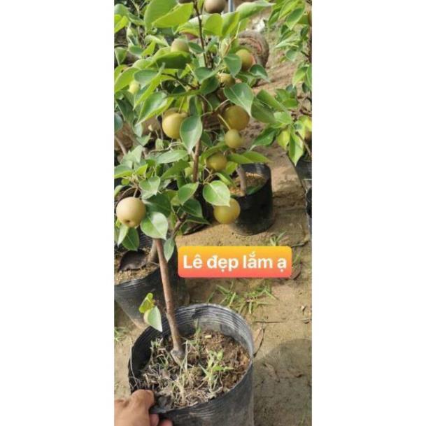 Cây lê vàng sẵn quả
