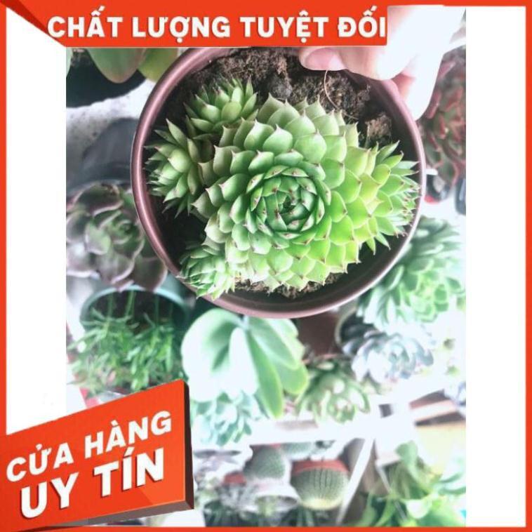 Sen đá phật bà kèm chậu sứ Nhiều Người Mua