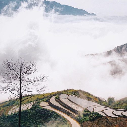 Tour 2N1Đ Săn Mây Tà Xùa - Đồi Chè Thanh Sơn - Háng Đồng, Khởi Hành Thứ 7 Hàng Tuần Từ Hà Nội