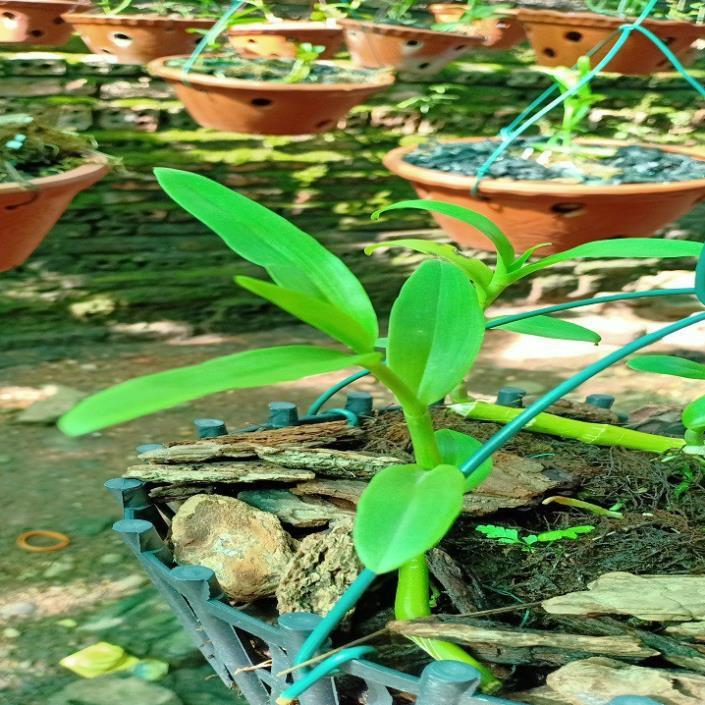 Hoa lan - 5ct bảo duy hàng gieo hạt