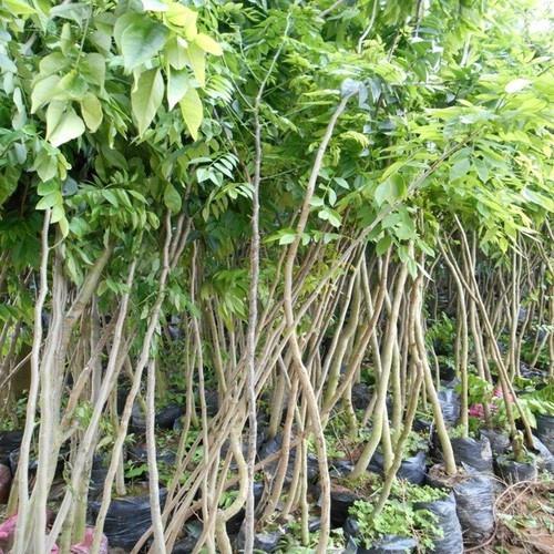 Hạt giống cây sưa đỏ gói 34 hạt
