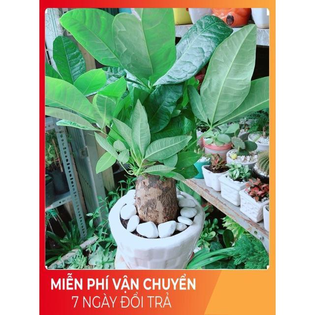 Chậu Kim Ngân Chân Voi