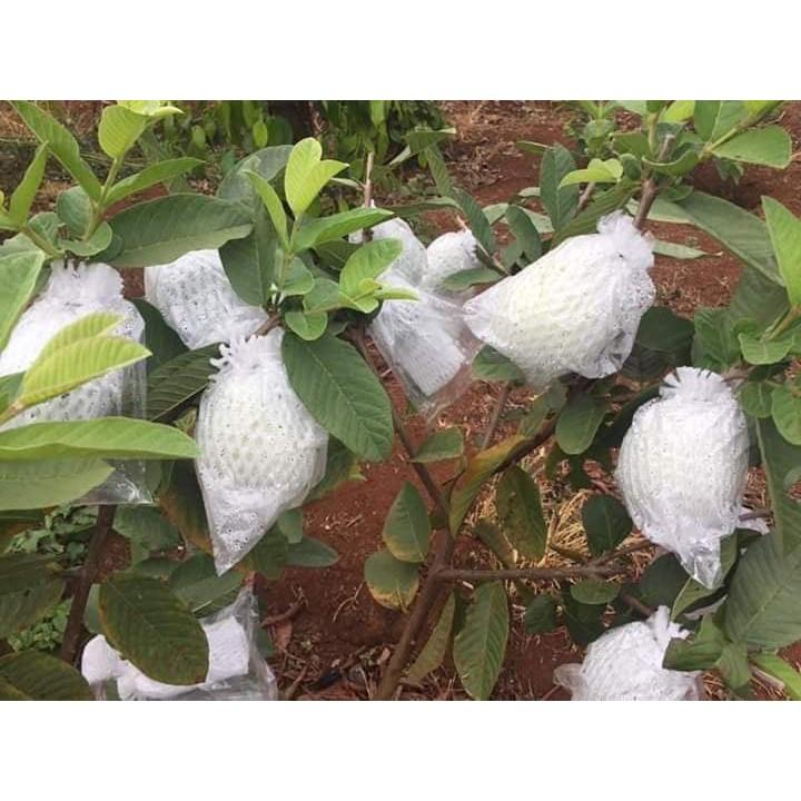 1KG TÚI XỐP BỌC ỔI, NA, MÃNG CẦU, CÁC LOẠI TRÁI CÂY đầy đủ thun, xốp,bì