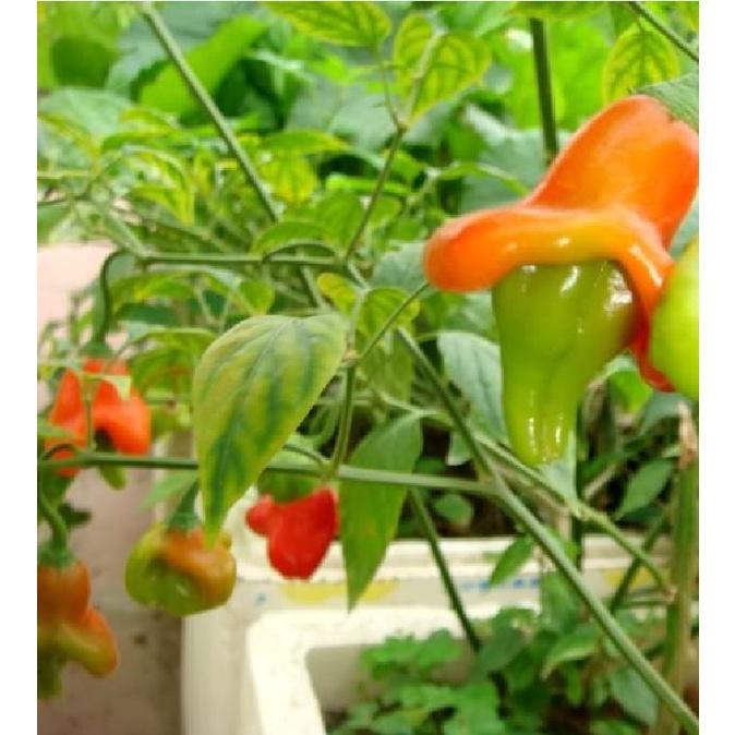 Hạt Giống Ớt Chuông Gió F1 Ncsemena,ớt hoa hồng-gói 20 hạt/tặng kèm gói phân bón lót