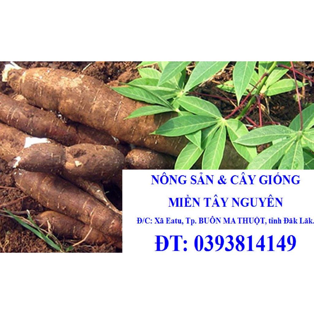 COMBO 6 KG CỦ KHOAI MÌ RUỘT TRẮNG bở Thái Lan.