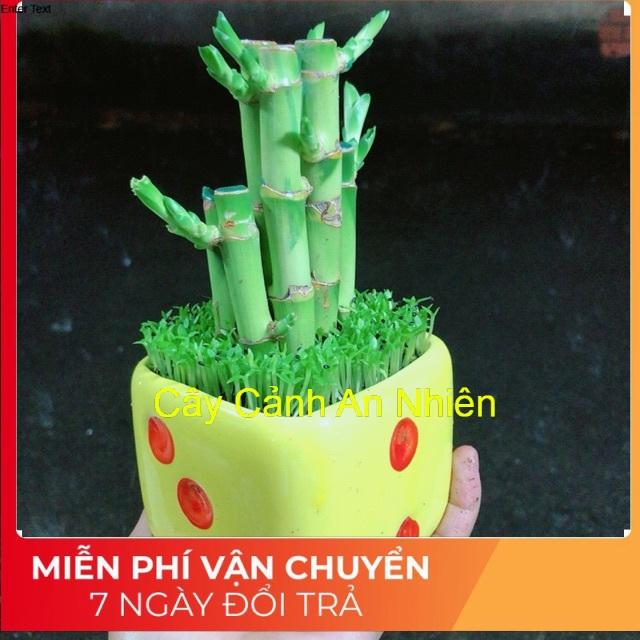 Chậu Trúc Phát Tài