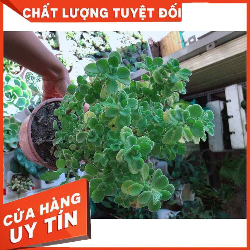 Sen đá nhất mạc hương kèm chậu sứ  Nhiều Người Mua
