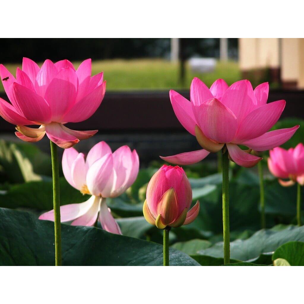 Hạt giống Hoa sen lớn HN gói 5 hạt