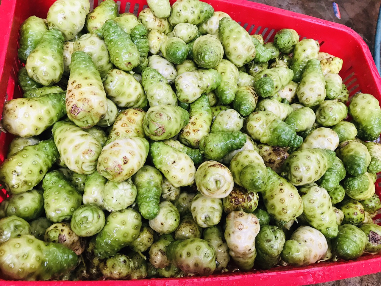 Bột Trái Nhàu 200g