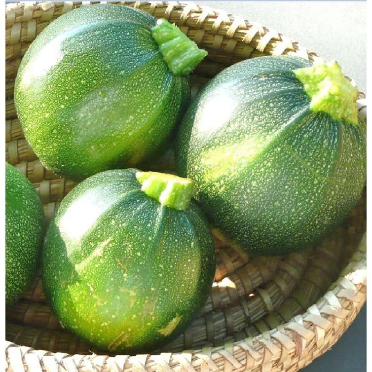 Hạt Giống Bí Ngòi Tròn Xanh Chịu Nhiệt - 1 gói 2gram