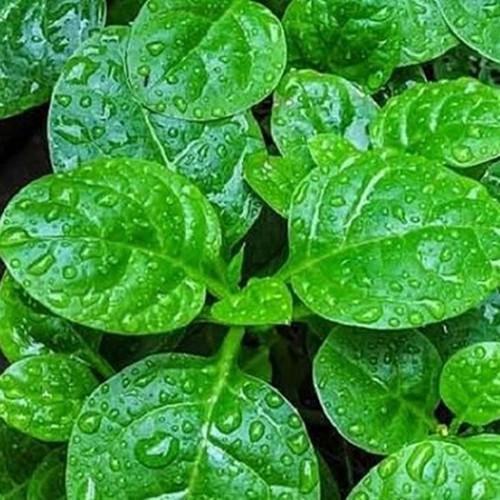 20Gr Hạt Giống Rau Mồng Tơi