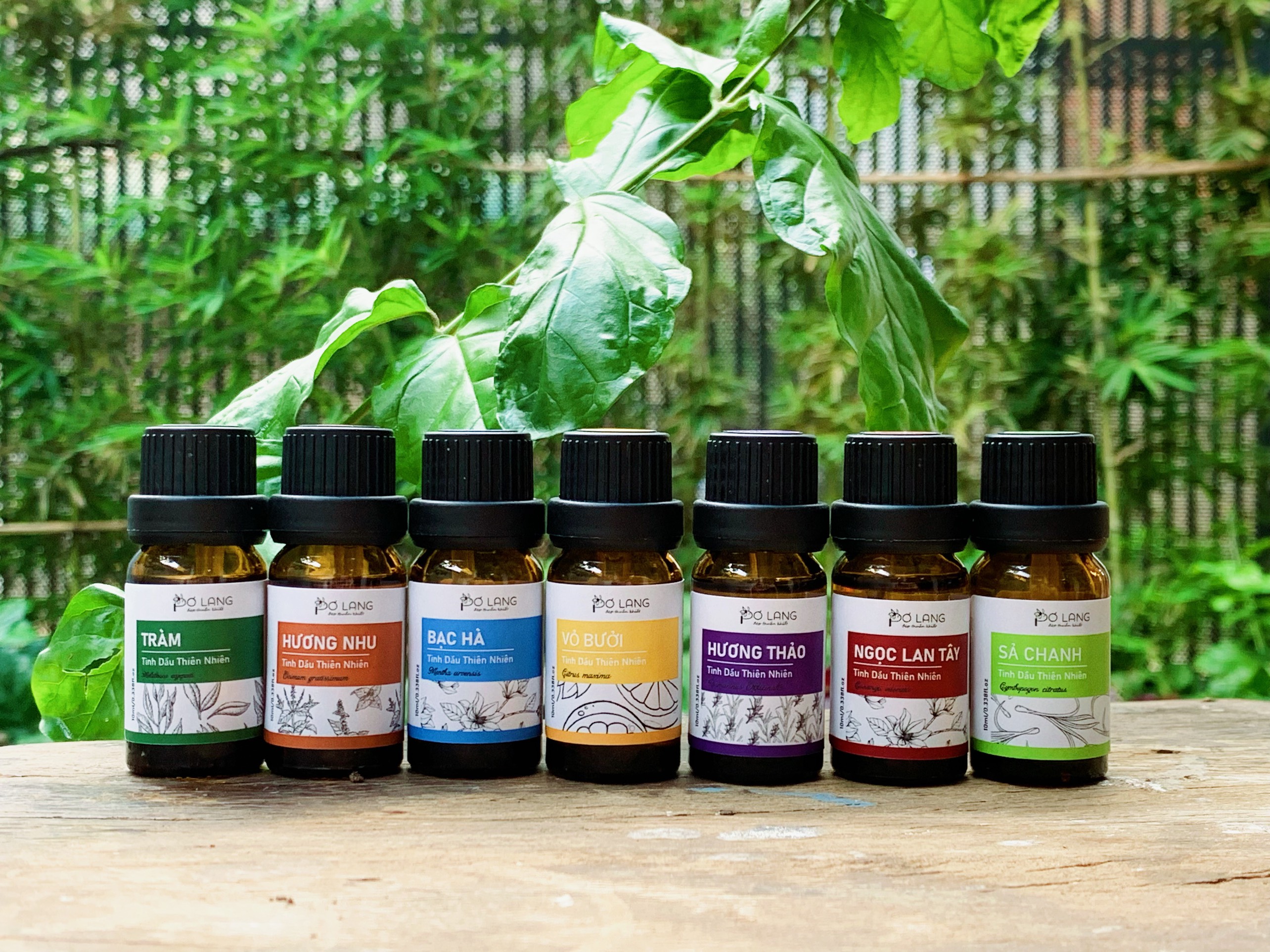 Tinh dầu hương nhu thiên nhiên giúp dưỡng tóc, giúp giải cảm, hỗ trợ giảm đau xương khớp