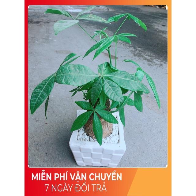 Chậu Kim Ngân 1 Thân Size Lớn
