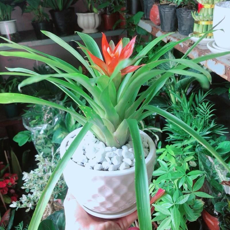 Chậu Phong Lộc Hoa