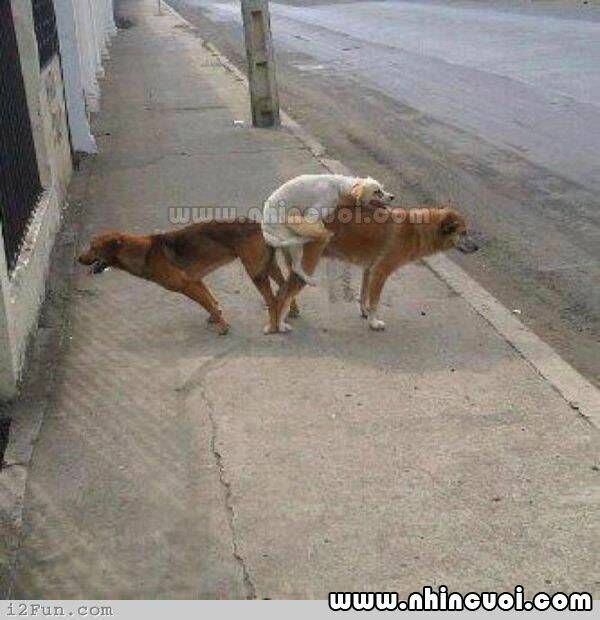 hình ảnh hài hước new chapter 15 23