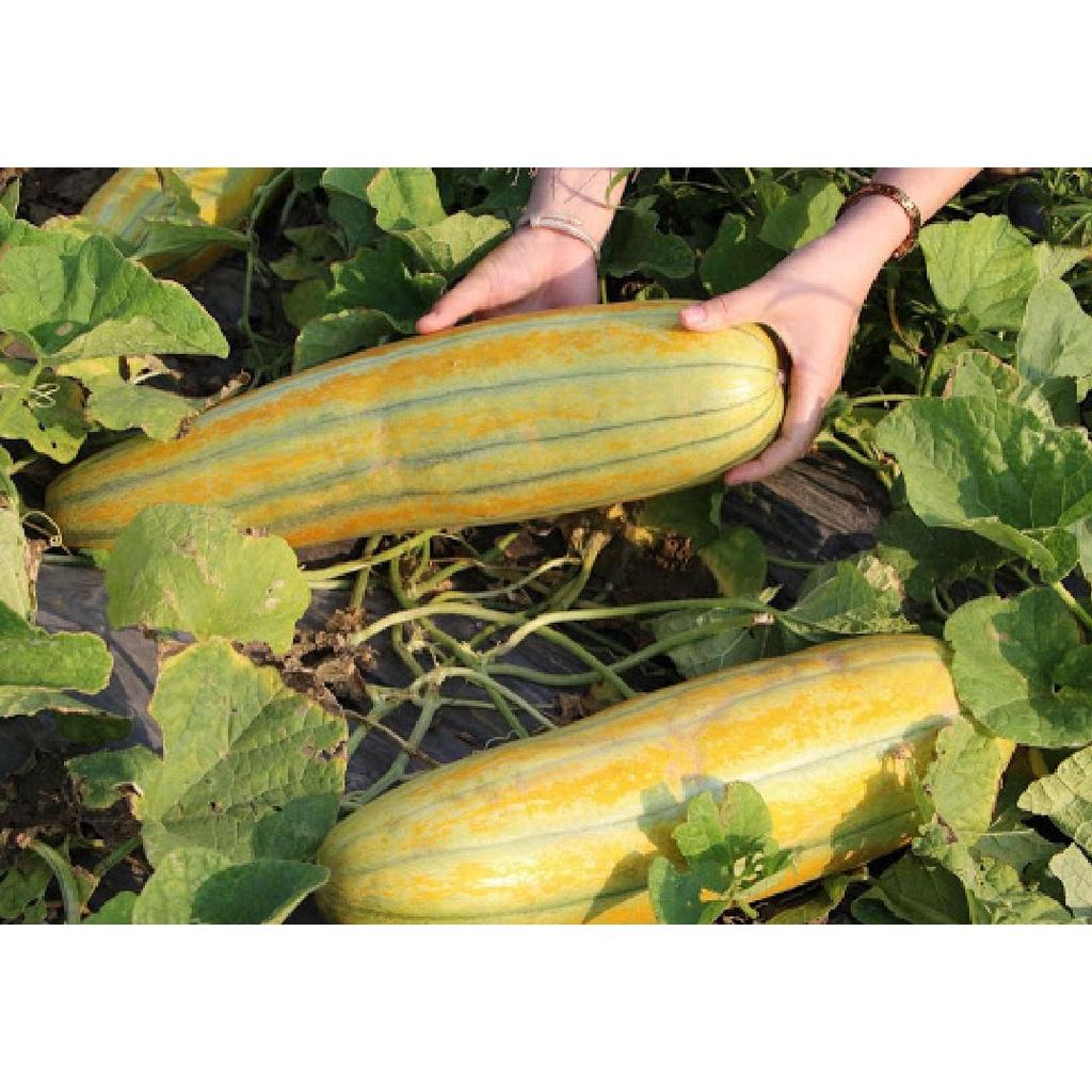 Combo 2 gói  Hạt Giống Dưa Gang -gói 20 hạt/tặng kèm gói phân bón lót