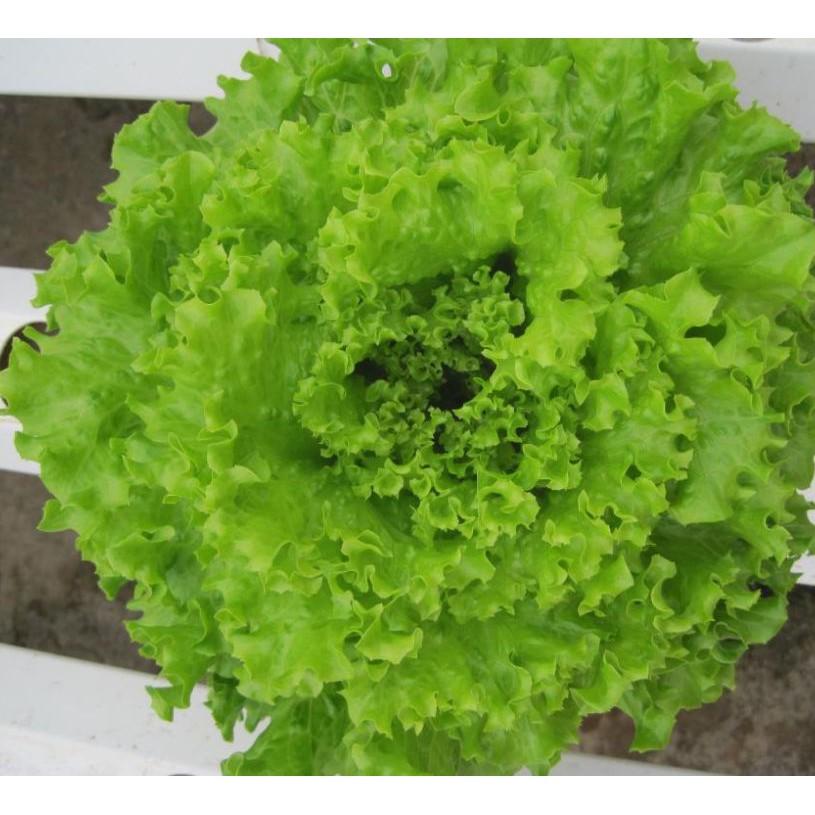 Hạt giống xà lách xoăn xanh