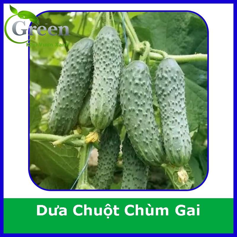 Hạt Giống Dưa Chuột Chùm Gai (5H)